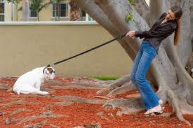 Dog refusing to go on leash