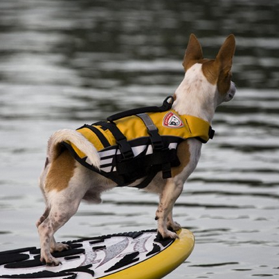 EzyDog Micro Doggy Floatation Device with dog wearing it comfortably