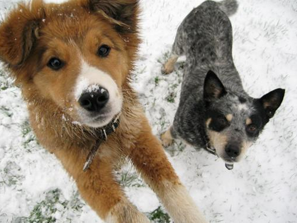 Two dogs playing in the snow