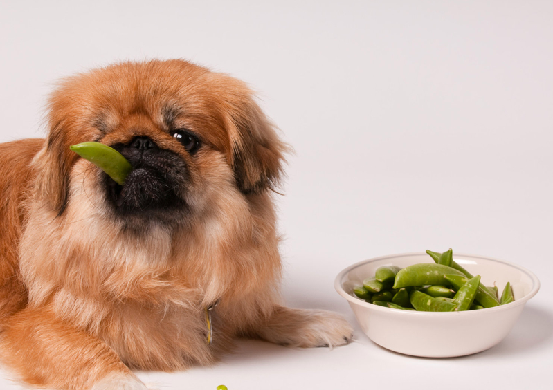 Dog eating snap peas