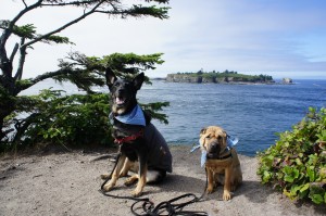 Go Pet Friendly - Dogs - Ty and Buster