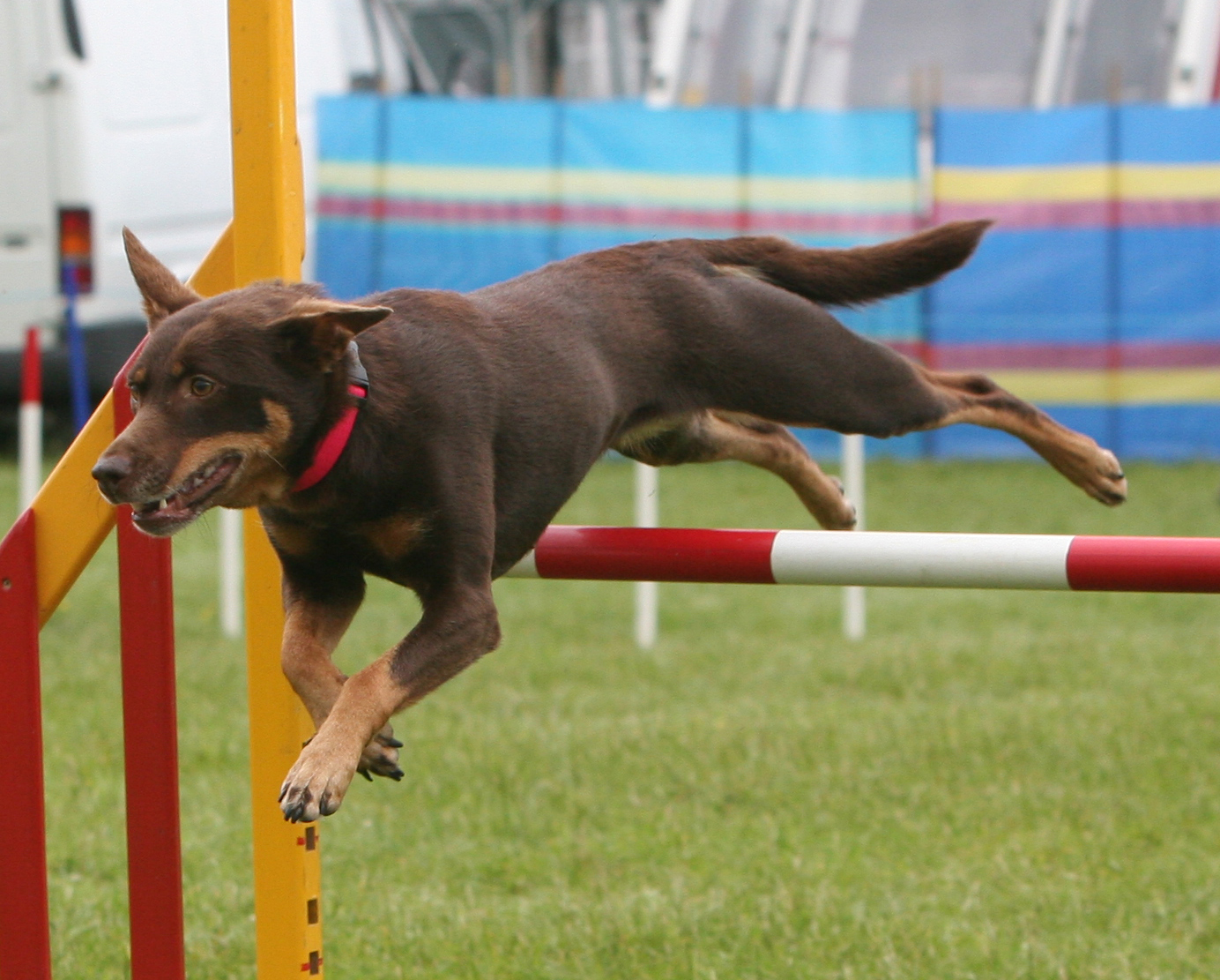 Dog agility training