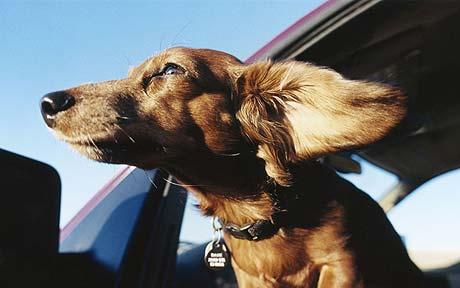 dog car ride