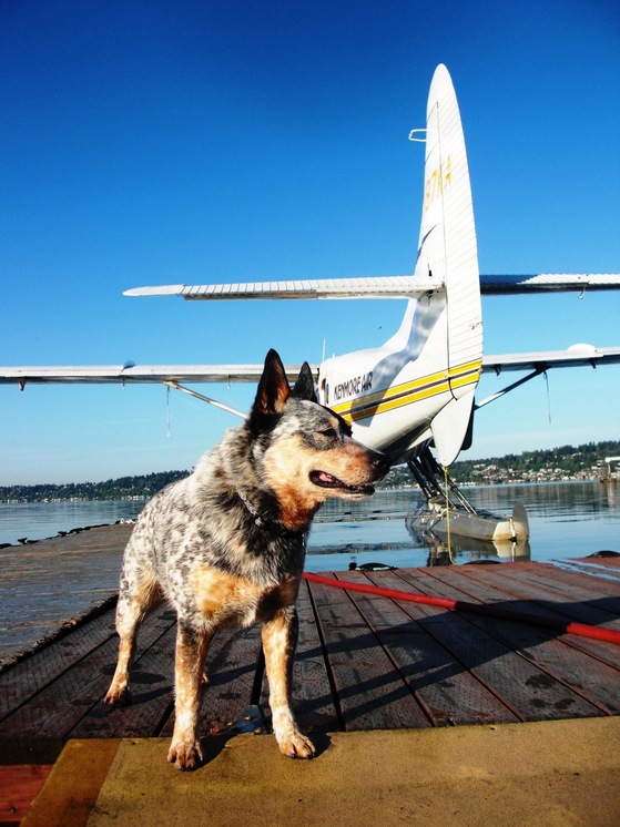 dog traveling on airplane