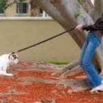 dog refusing to go on leash