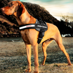 Dog shown wearing a Convert harness from EzyDog