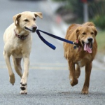 Two dogs out for a stroll