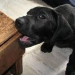 Destructive puppy chewing on table