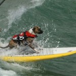Ralf surfing dog with micro-doggy life jacket