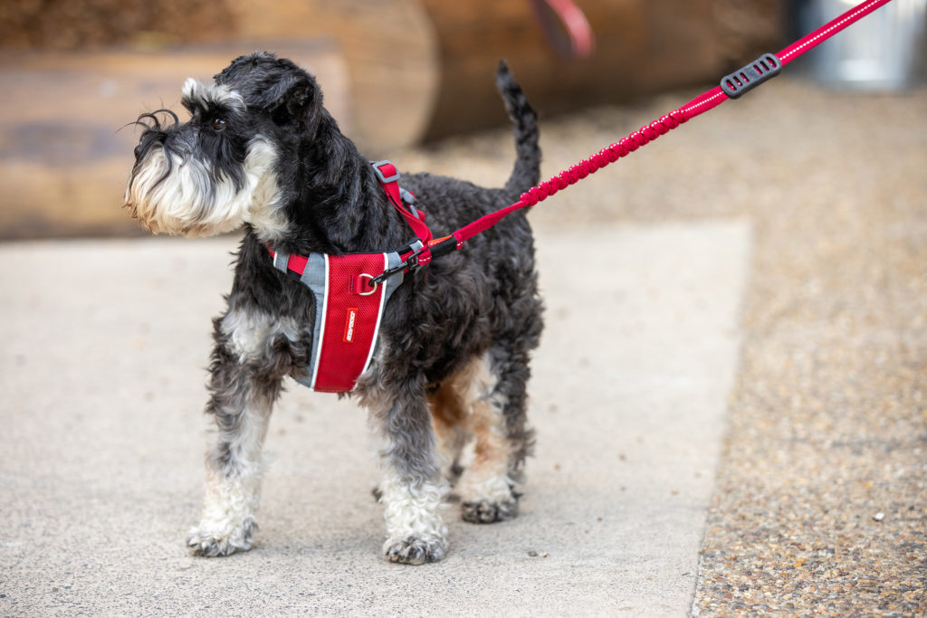 a dog harness with a front leash attachment