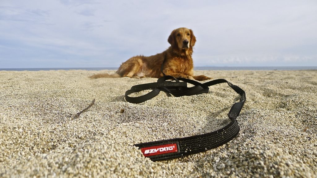 a dog training with a longer leash